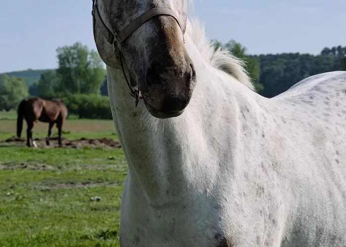 아파트 C12 Mit Balkon & Nutzung Der Wellness- & Aktivbereiche Im 